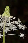 Eastern turkeybeard